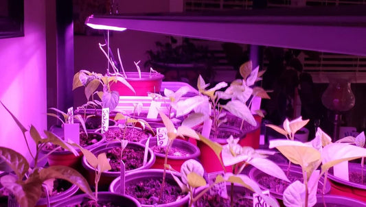 How Far Should LED Grow Lights Be From Plants