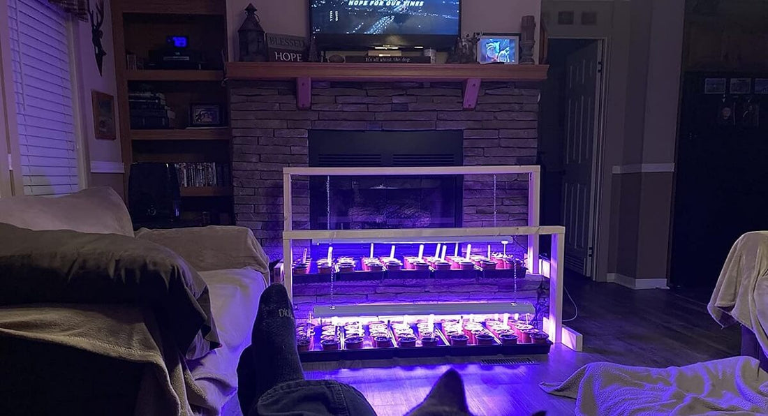 How to Use LED Grow Lights for Indoor Plants?